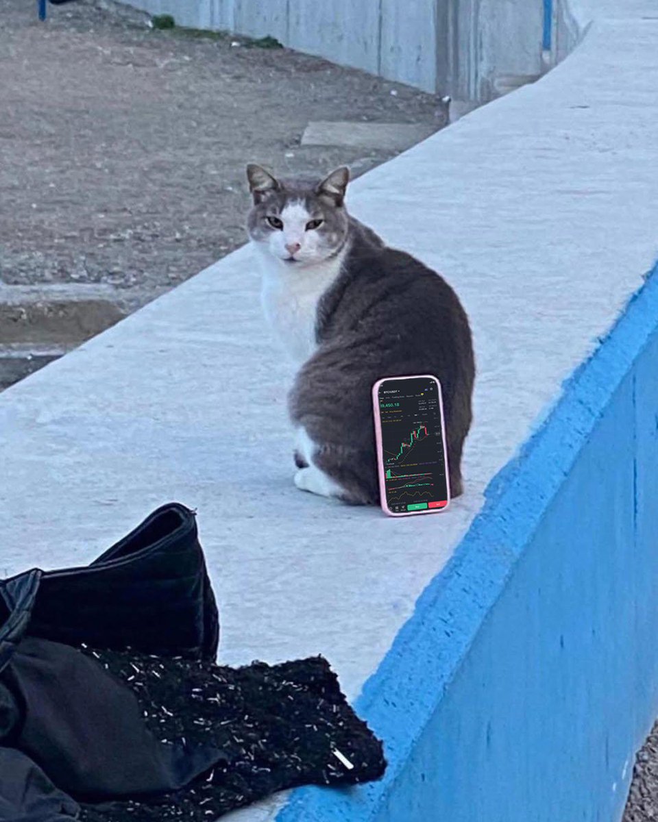 Using a cat as a tripod just to check the charts.