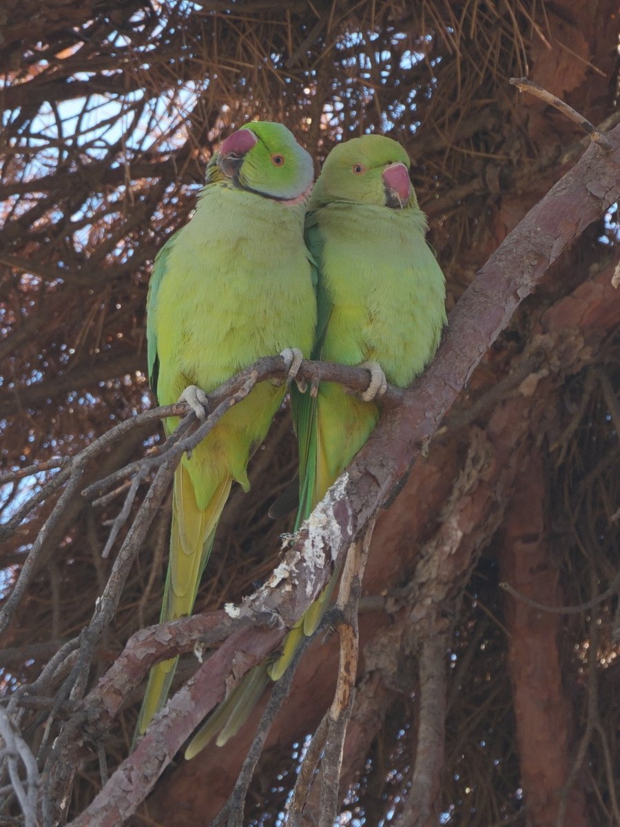 アル＠アルバトロス（アホウドリ） (@ahoudoridesign) / Posts / X