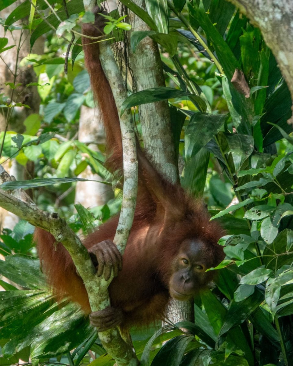 Orang-Utans In Not tweet media