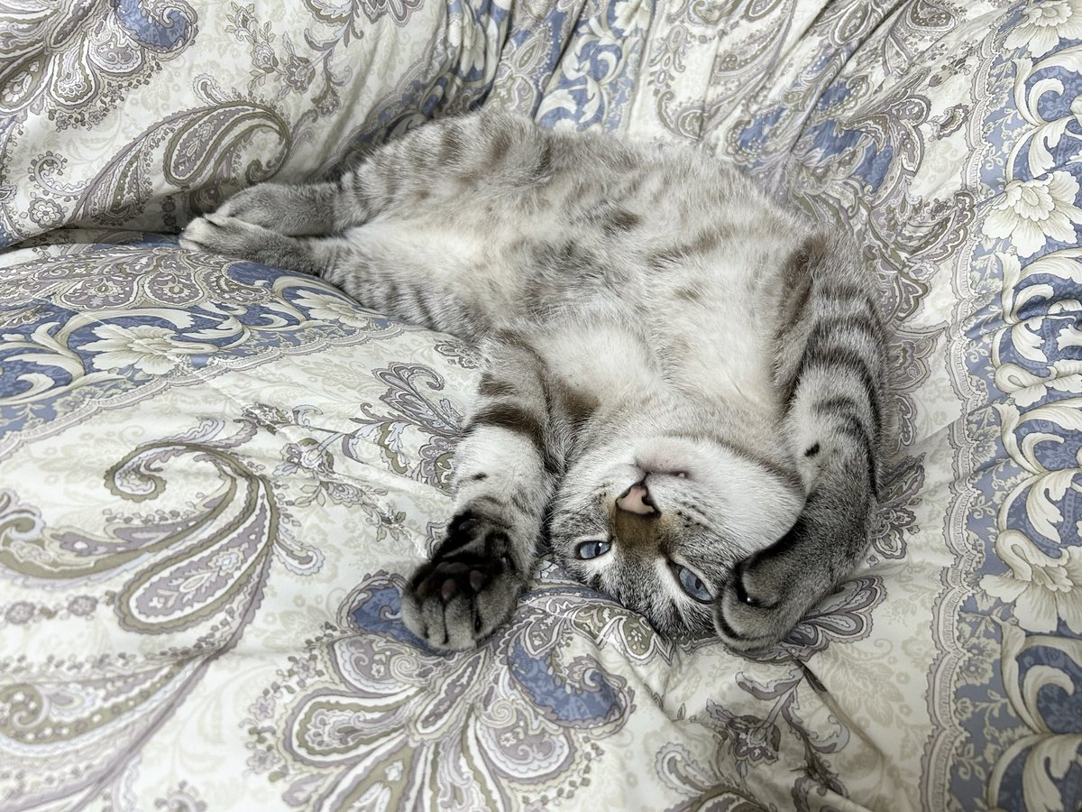 ふくンツ (@fukuruneko0718) / Posts / X