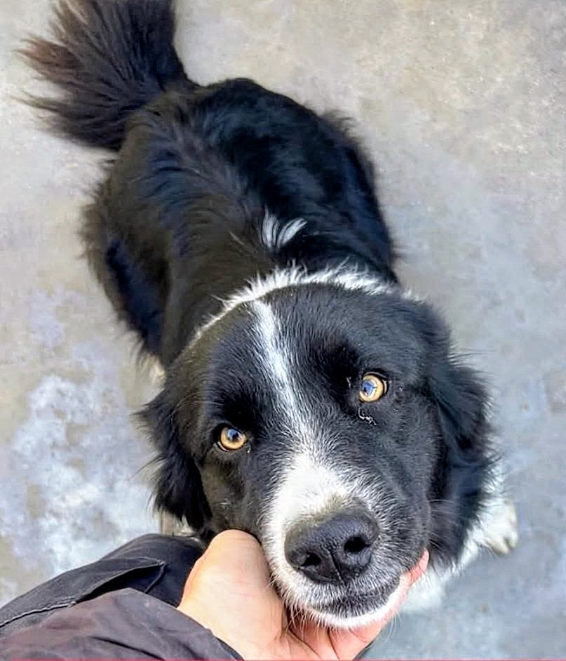 areagossosbdn's tweet photo. 🆘🆘¡¡ATENCIÓN!!🆘🆘
Perro perdido en #vilassardeDalt
#Barcelona
No tiene chip.
Si tenéis alguna pista contactar:
📞 600 433 165
Máxima difusión
📣📣📣
#XarxaBarcelonaPerduts
#FemXarxa https://t.co/f8tLmMTzZE