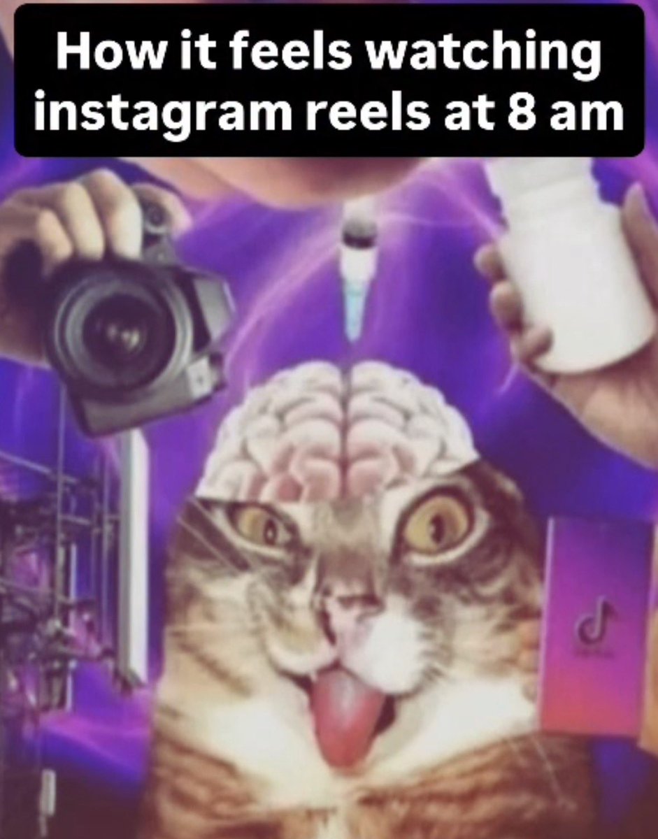 LiterallyMeCats (@literallymecats) on Twitter photo 