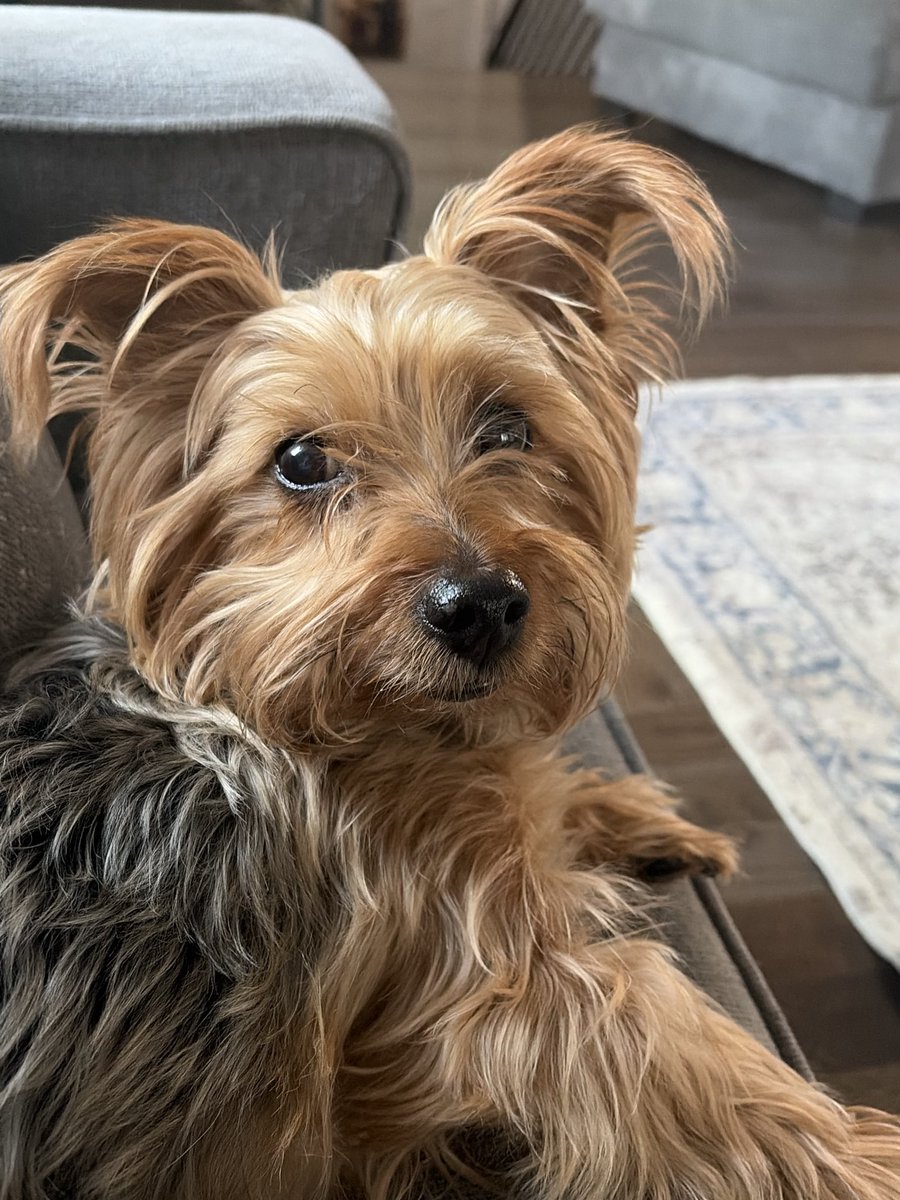 HotPinkYorkie's tweet image. The snow is literally thigh deep out here but I gotta work hard to support the pampered doggos 😭 #yorkie #yorkshireterrier #dogmom