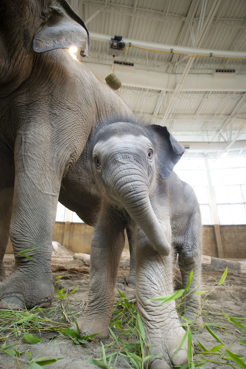 Oregon Zoo tweet media