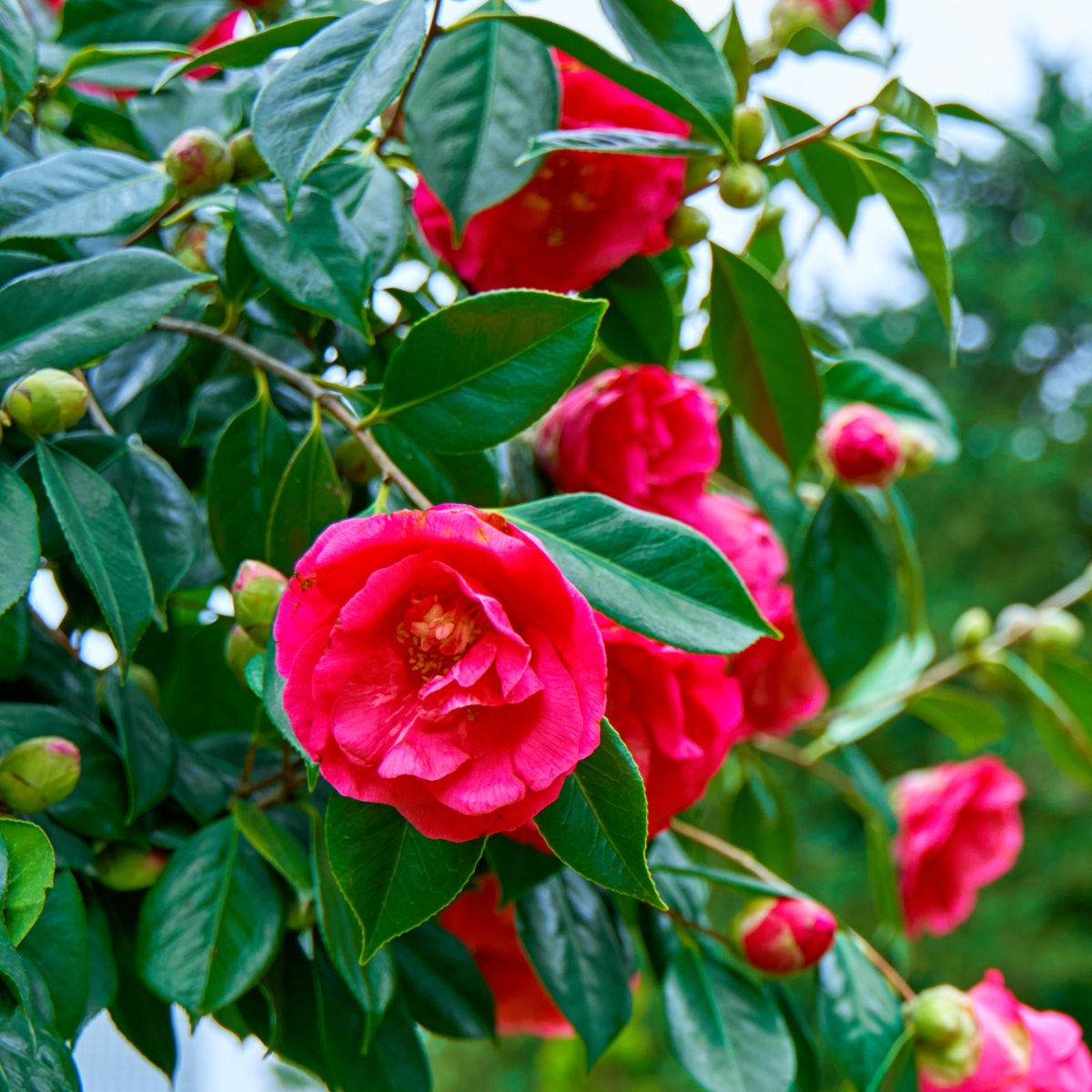 Japonica camellias are stealing the show! Gorgeous blooms bringing color and charm to your garden right now. #camellias #winterblooms #wintergardening
