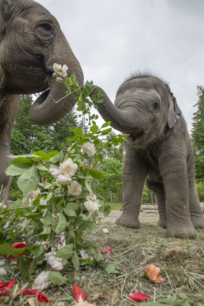 Oregon Zoo tweet media