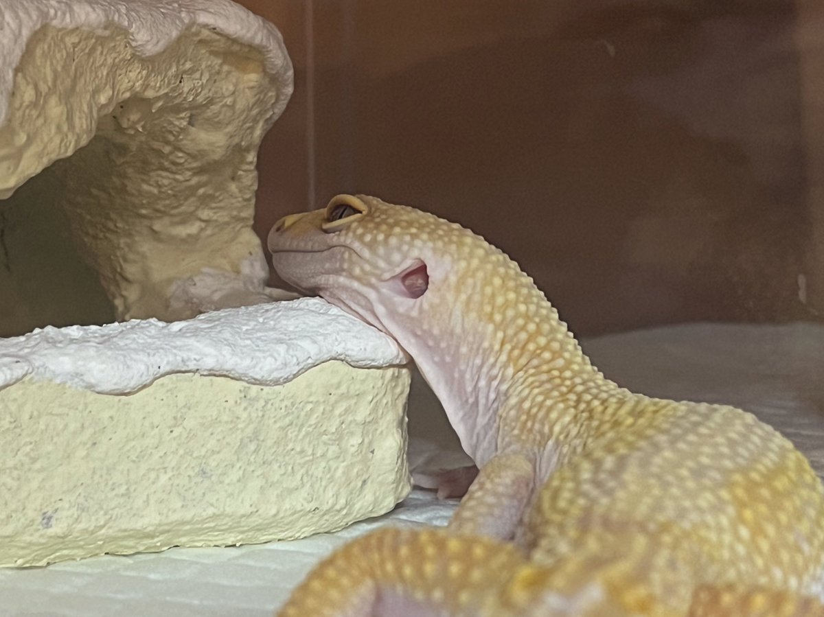 ナナシ tweet media