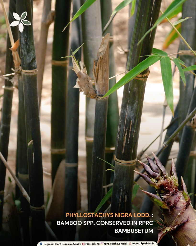 RPRC_Odisha's tweet photo. At RPRC, we are conserving Phyllostachys nigra, or Black Bamboo, as a key part of our collection. #RPRC #Bambusetum @CMO_Odisha @GaneshRamBJP @ForestDeptt @pccfodisha @PCCFWL_Odisha https://t.co/Cz33xTzLnP