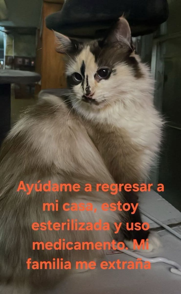 BUSCAN A MICHI, extraviada en la alcaldía Miguel Hidalgo. Si la encuentras el contacto es en FB 
<a href="/MascotasSismo/">Mascotas Sismo</a>
Gracias por sus amables RT. 🙏
facebook.com/share/1Cvp9ymk…