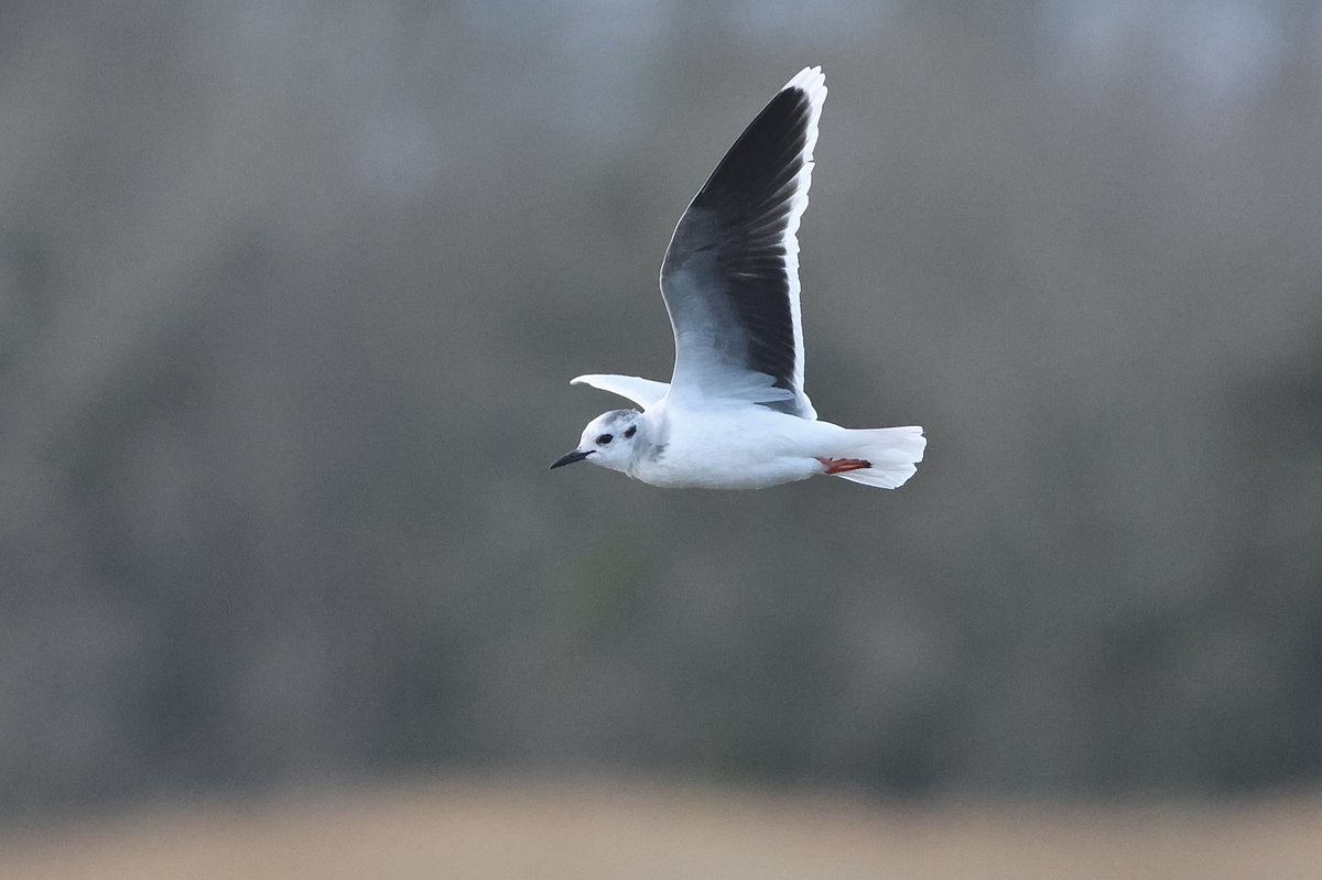 Ed Betteridge tweet media