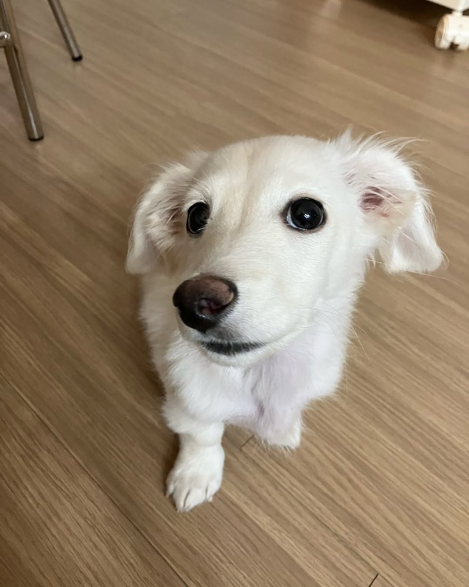 This is Mochi. He wanted to see if you were done with work yet. Knows you just logged on, but still thought he'd check. 12/10