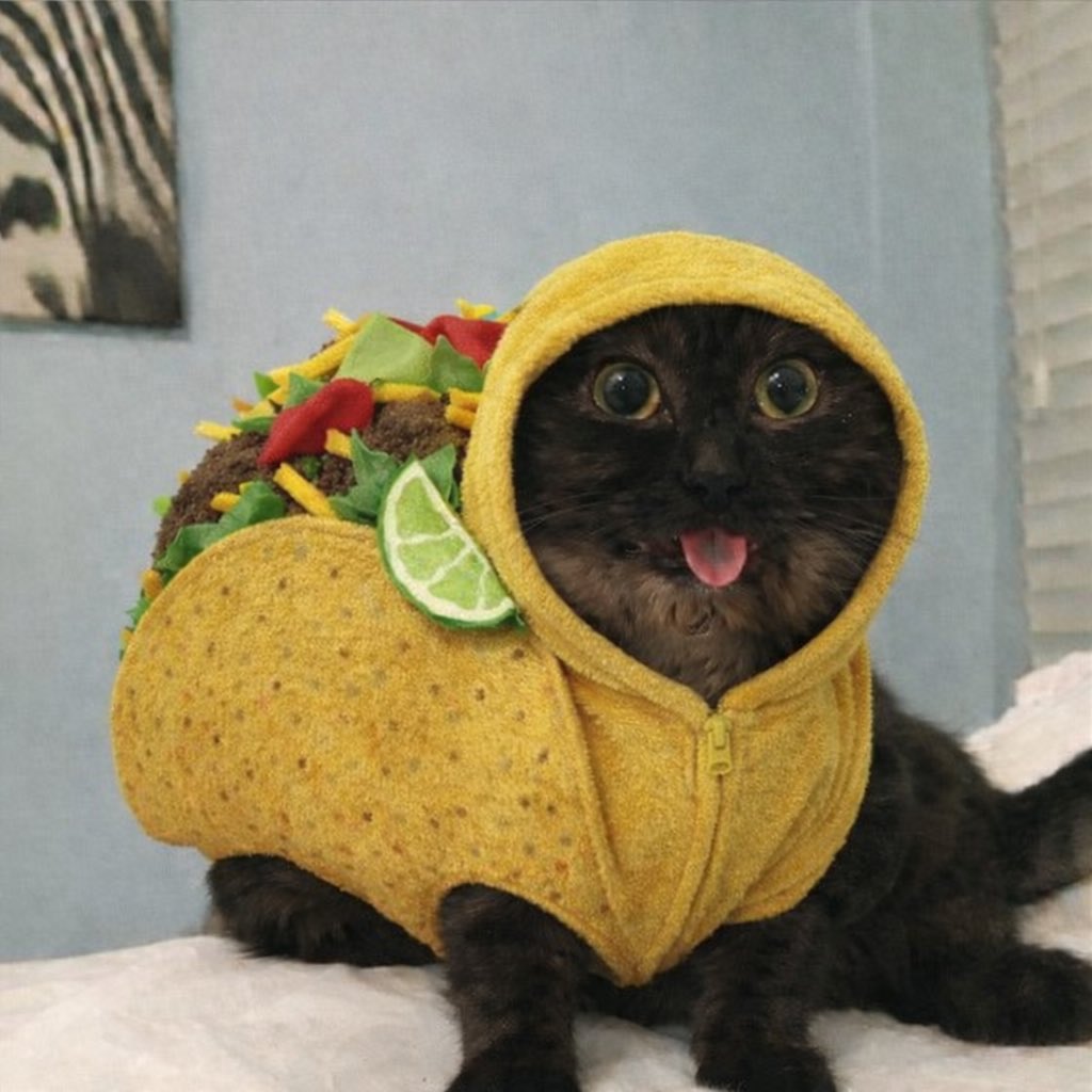 Mr $magoo loves taco Tuesday