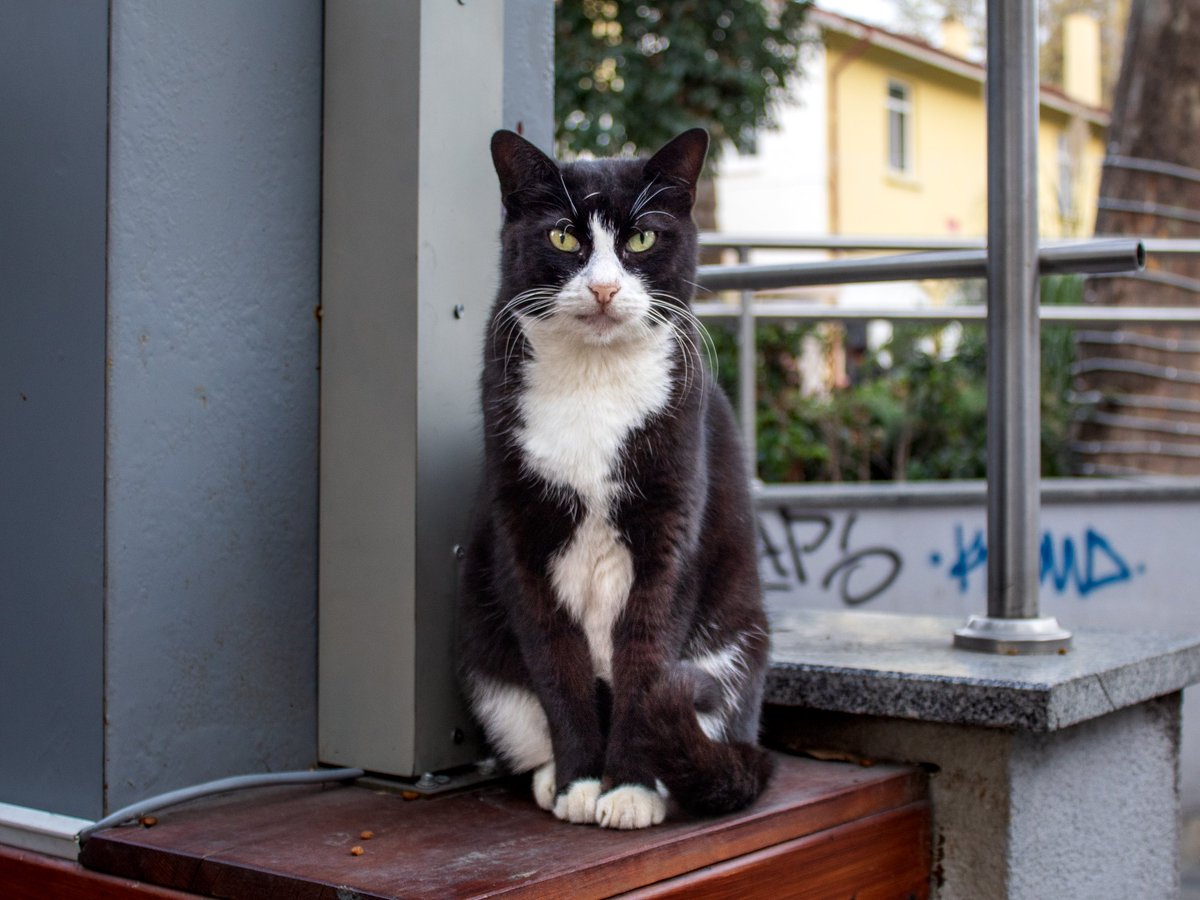 #cat #photography #street #istanbul #kedi

instagram.com/p/DUBakieDRba/…