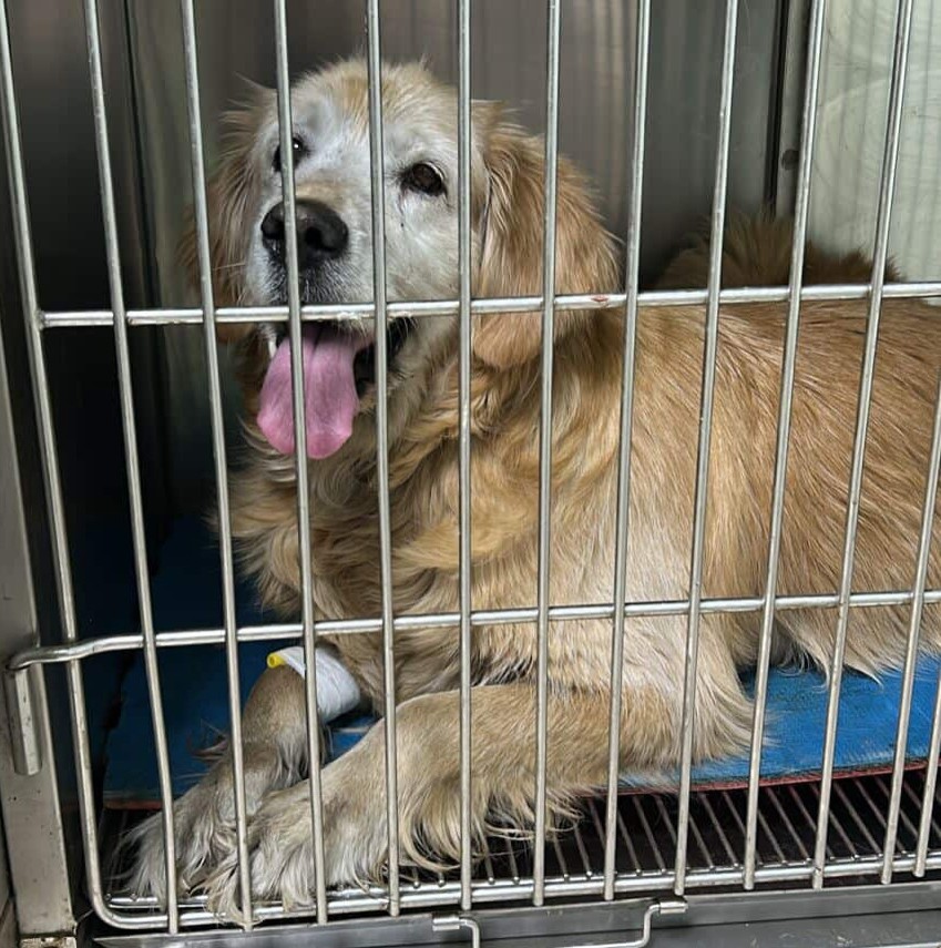 Buscan a los tutores de este perrito que se encuentra en la Clínica Veterinaria SOS, ubicada en Lientur 669, Concepción donde se encuentra estable y recibiendo atención. Lleva un collar de color café. Favor RT por si su familia lo está buscando u otra desea adoptarlo!
#Concepción