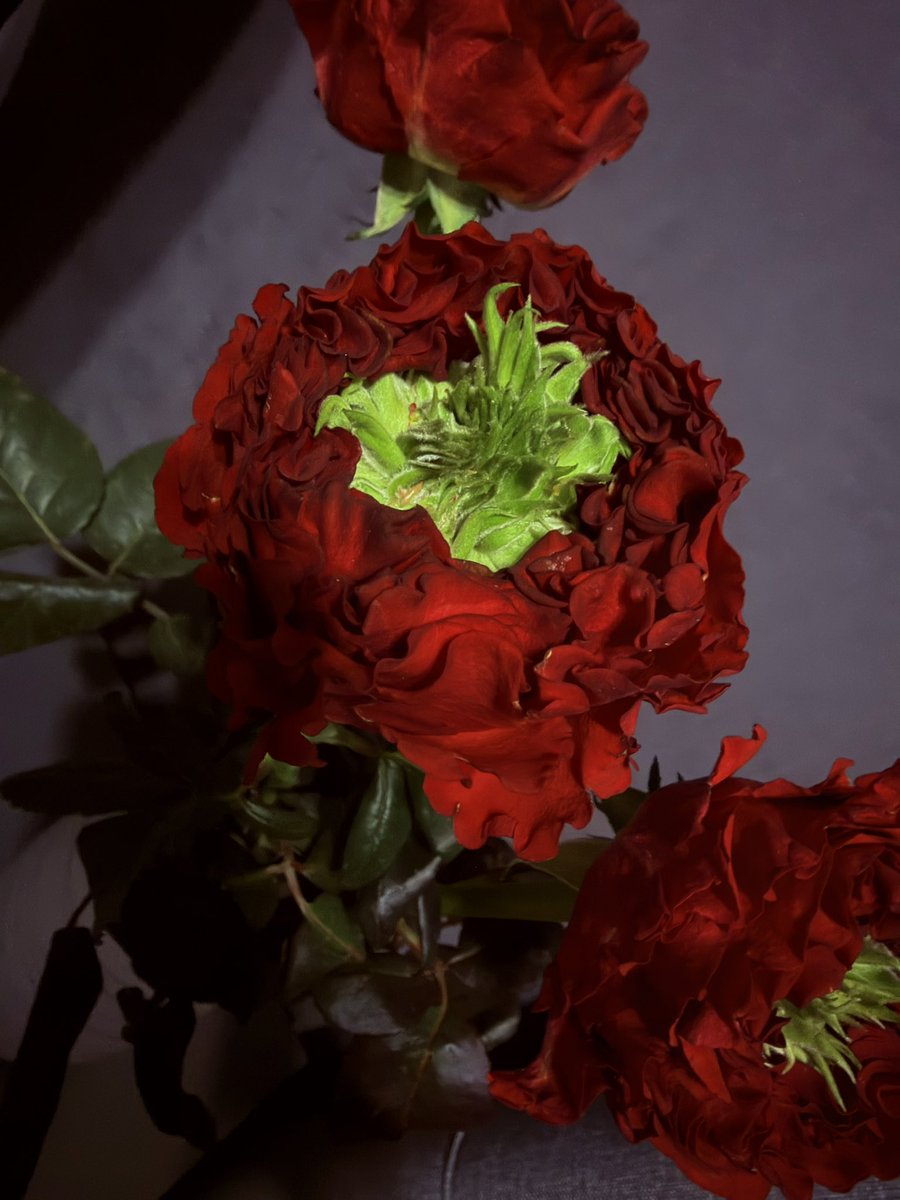 Почему я узнала об их существовании только сегодня. Какие же необычные. Люблю всё необычное 🤭