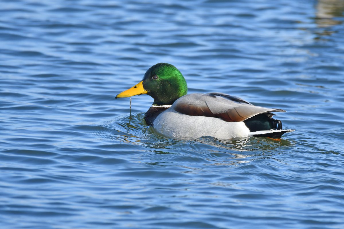 WildlifeofDay's tweet image. Mallard.
(Photo by Glenn P. Knoblock)
#birds #ducks #NaturePhotography #wildlife #nature