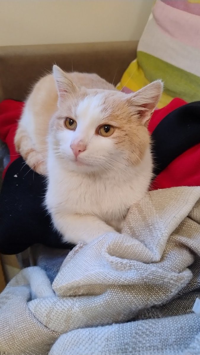 ПідйомПеревертень tweet media