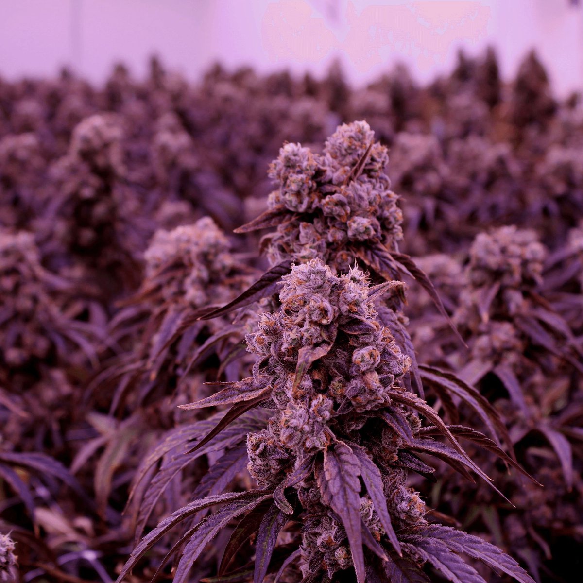 The Victoria Cannabis Company tweet media