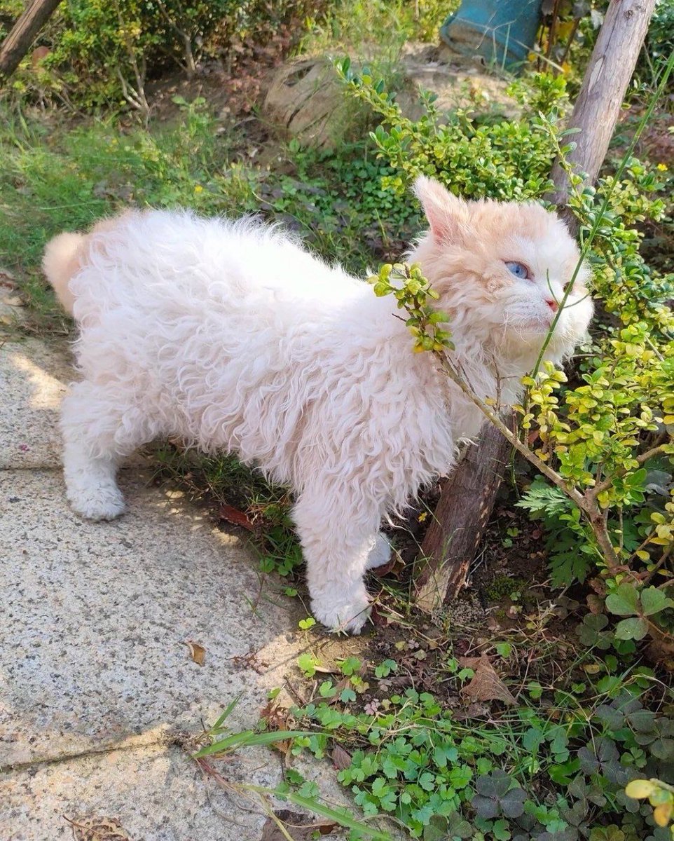 ShouldHaveCat's tweet image. cow and sheep