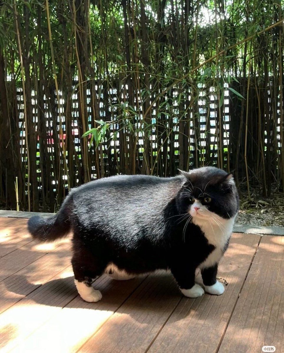 ShouldHaveCat's tweet image. cow and sheep