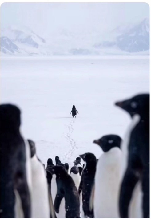 Nefes alacak yer bırakmayıp,
Seni gitmekle suçlayacaklar...
#penguin #NihilistPenguin