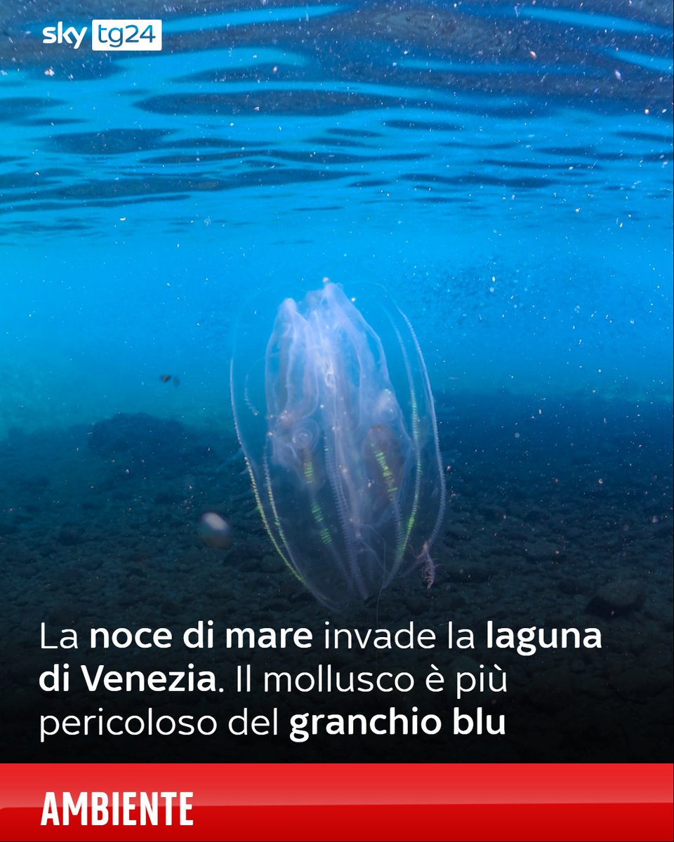 Sky tg24 tweet media