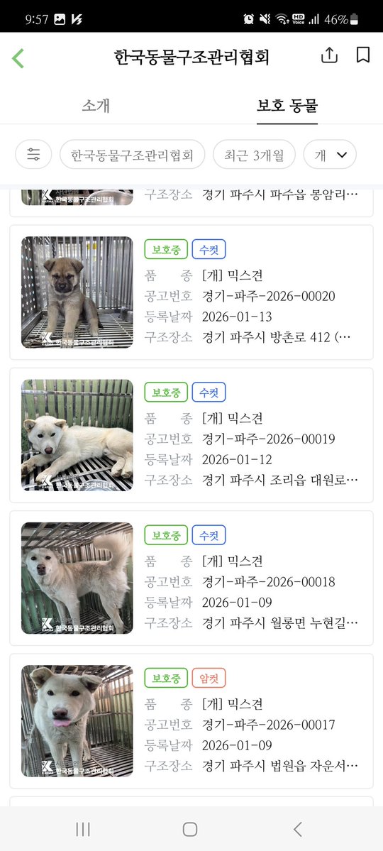 happyjindowoong's tweet image. 🚨RT 리트윗 부탁드립니다
동구협 오늘 27일 안락사 예정일이었는데 현재 포인핸드에서 아직 보호중 상태로 나옵니다
순한 아기들부터 동배 새끼들이 줄줄이 안락사 대기중입니다
공유 리트윗 부탁드려요

📌karma.or.kr
#rt부탁드립니다 #구조 #도와주세요 #임시보호 #공유해주세요