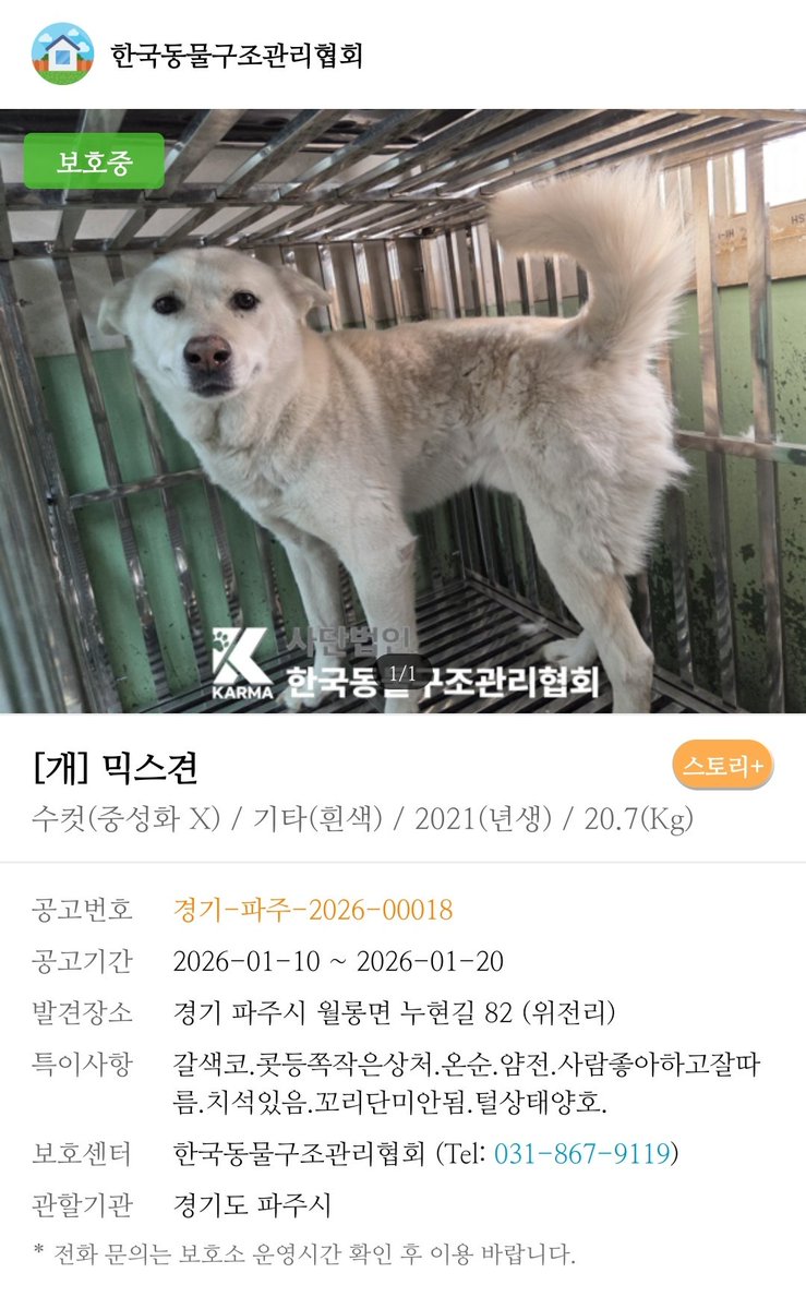 happyjindowoong's tweet image. 🚨RT 리트윗 부탁드립니다
동구협 오늘 27일 안락사 예정일이었는데 현재 포인핸드에서 아직 보호중 상태로 나옵니다
순한 아기들부터 동배 새끼들이 줄줄이 안락사 대기중입니다
공유 리트윗 부탁드려요

📌karma.or.kr
#rt부탁드립니다 #구조 #도와주세요 #임시보호 #공유해주세요