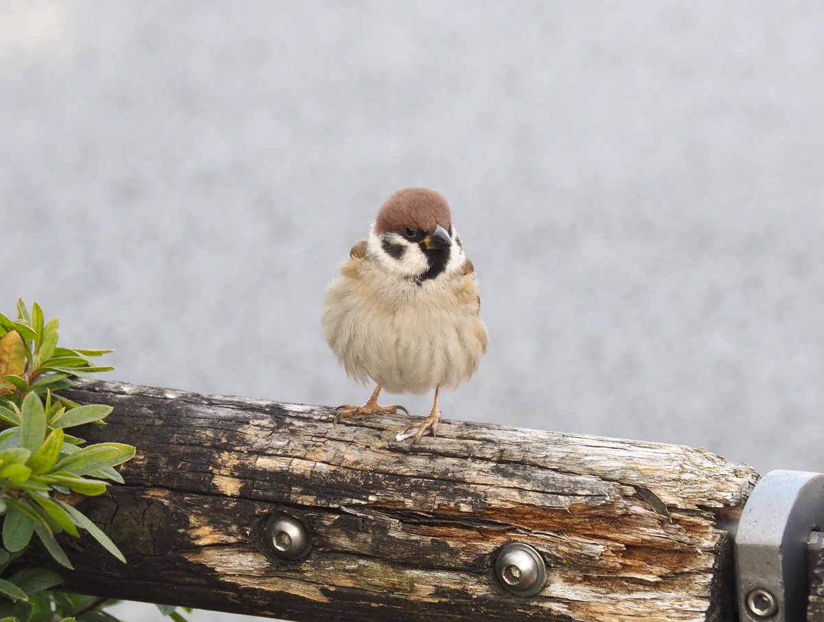 ちゅんちゅん (@chunchu0803) / Posts / X