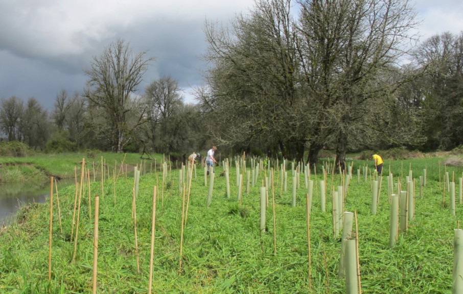 🌳 CWRC Tree Planting – Meraux, LA 🌳
🗓 Jan 30 | 9 AM–3 PM
📍 Bartolo St &amp; Florida Ave

Join CRCL &amp; CWRC to plant nursery-grown cypress &amp; tupelo trees! 🌿
Register: ow.ly/Roso50XScqY
💪 Make a difference for our coast!

#CWRC #TreePlanting #Volunteer #TeamCoastal