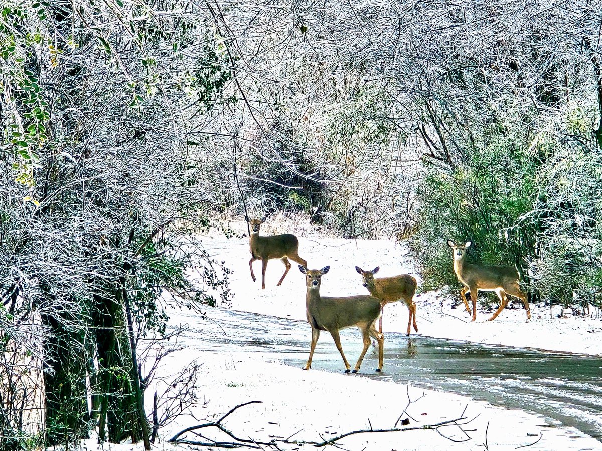 Our facilities and programs remain closed today, Tuesday, January 27th. Stay safe and warm! #boroparksandrec #greenway #getoutside