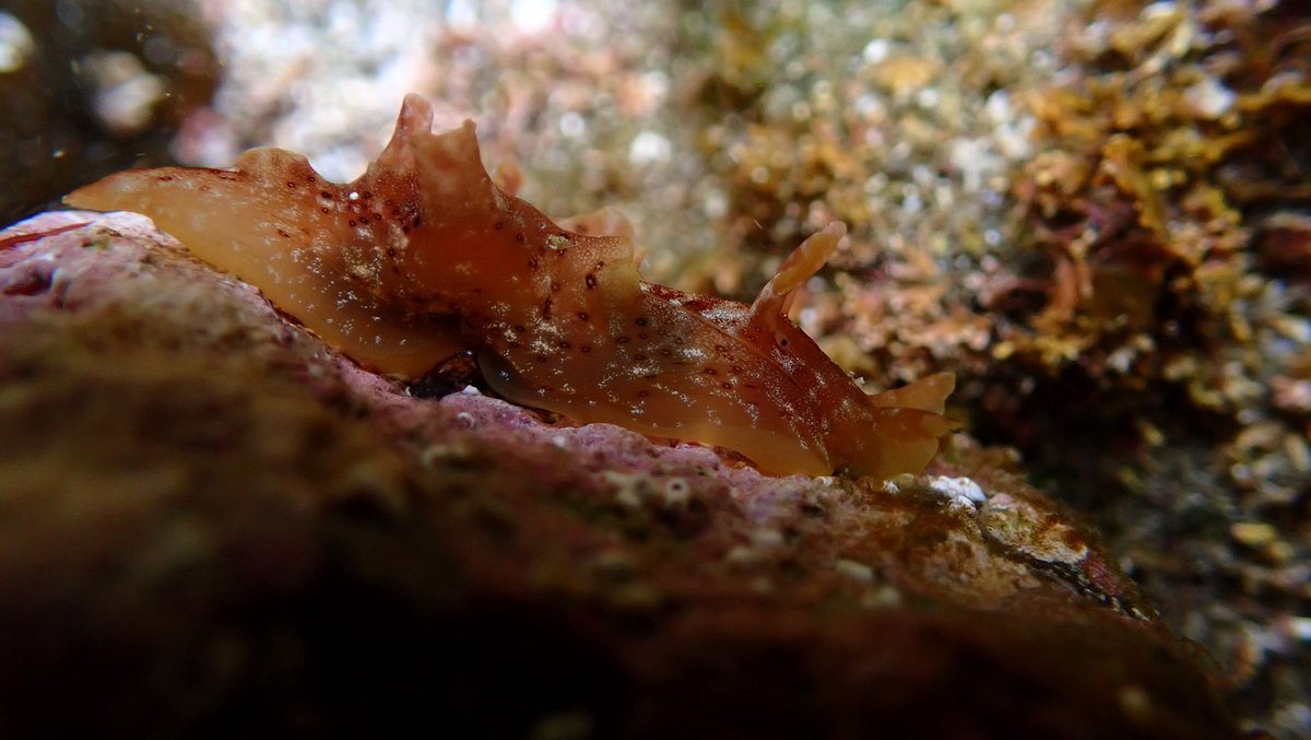 ミドリアメフラシさん。
これからどんどん数が増えていくやろな〜
#ウミウシ