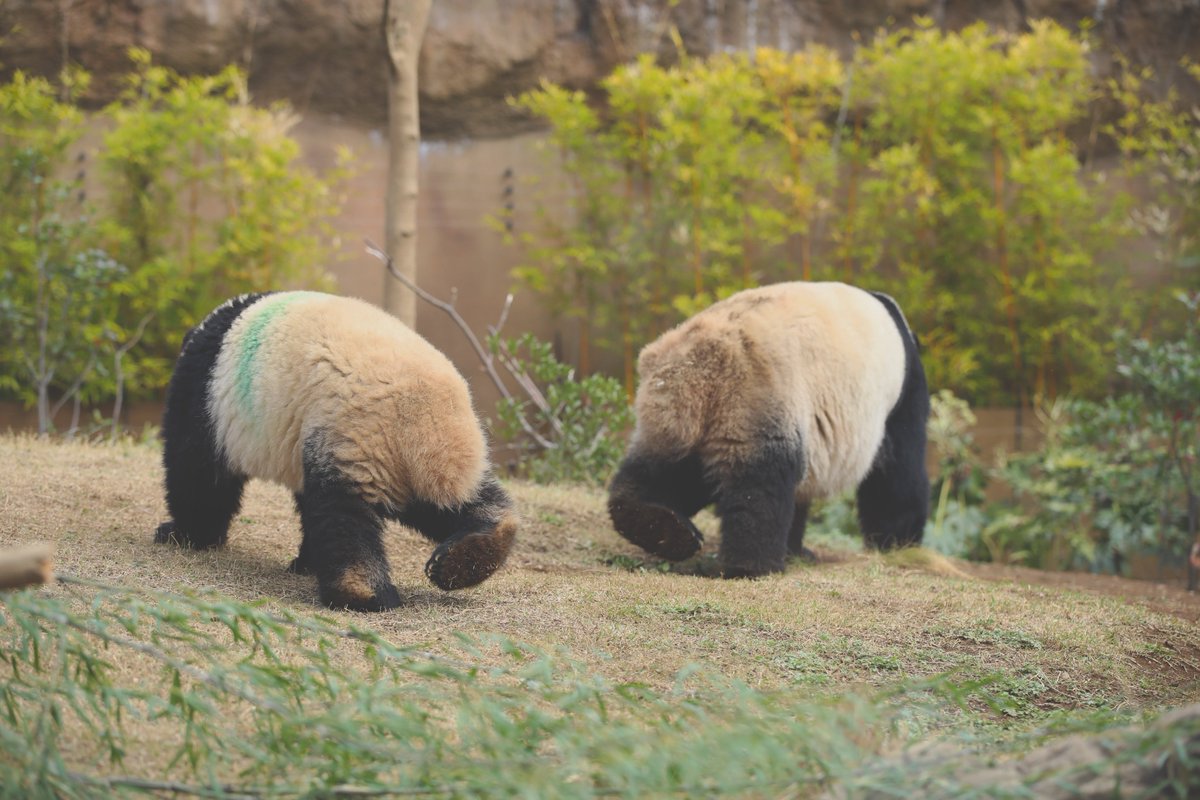 ありがとう シャオシャオ&レイレイ 上野動物園で生まれたとき、観に