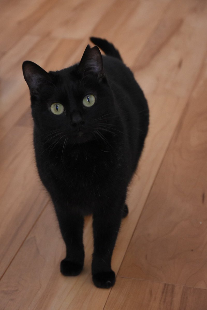 にゃんこでいず (@yu0211neko) / Posts / X