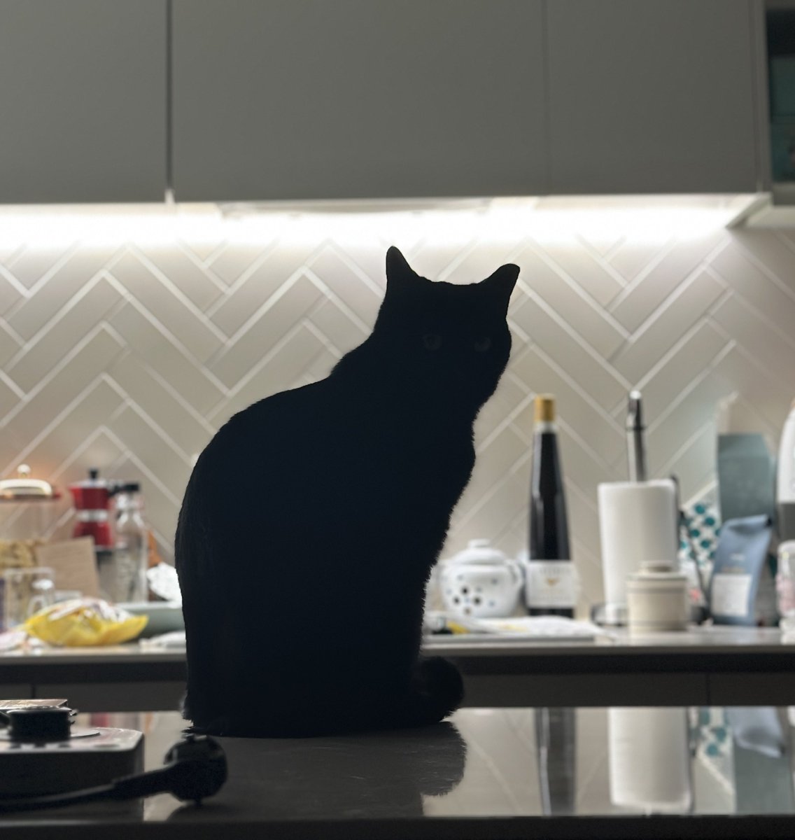 뒷모습이 이뻐서 찍었는데 앞모습이었네