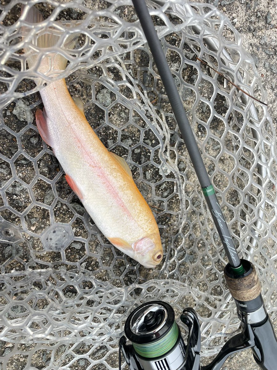 ゆーすけ (@yusuke1212121) / Posts / X