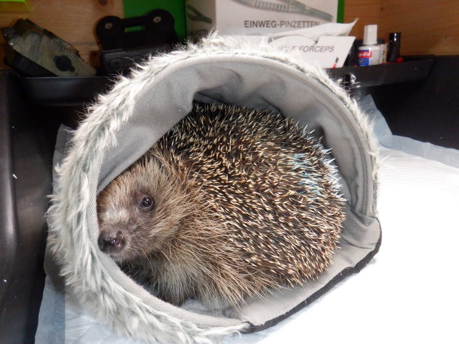 Hedgehog Cabin tweet media