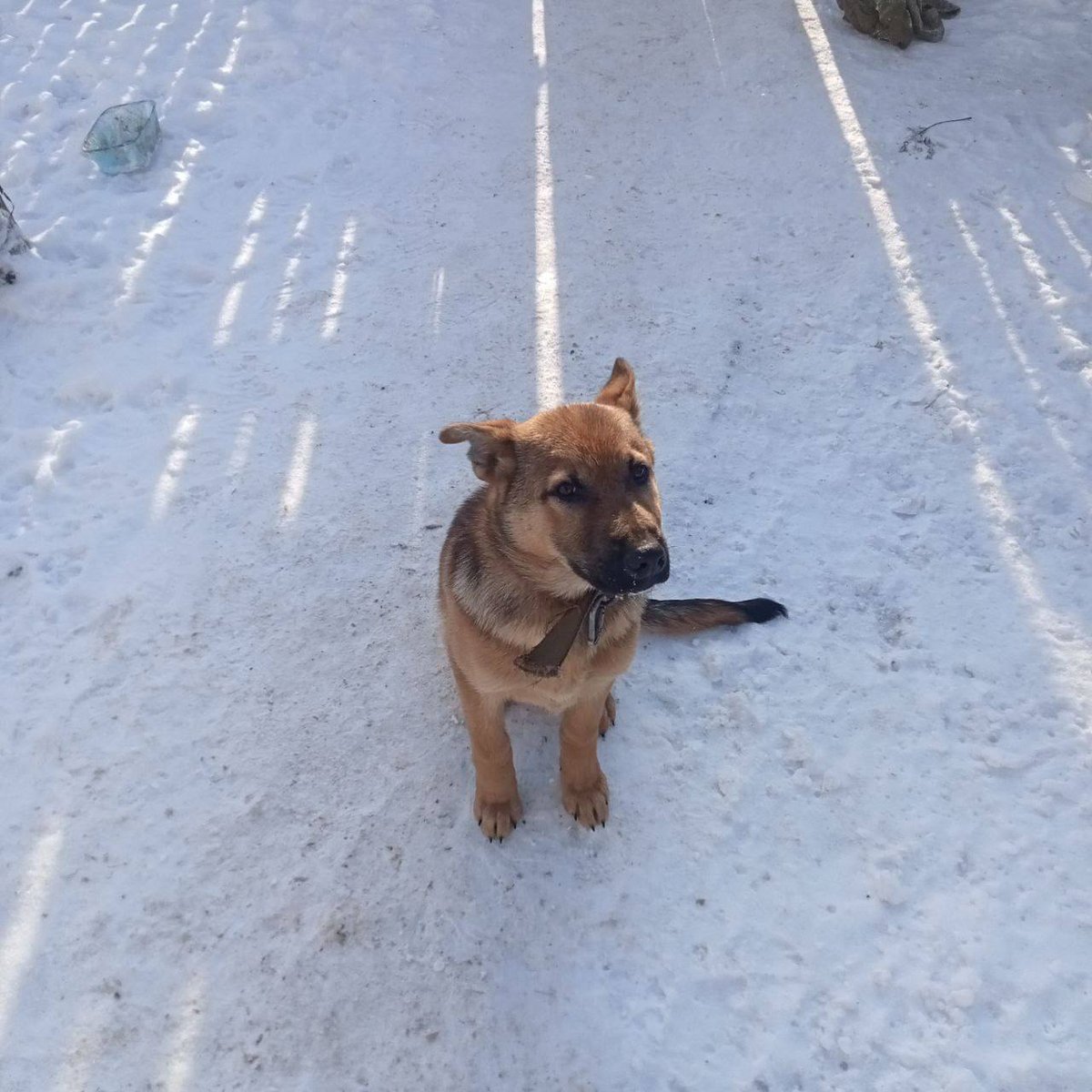 Right now, this puppy urgently needs evacuation 💔

At just five days old, his mother was killed by russian shelling. Five puppies were left alone — saved by a soldier under drone attacks.

Four have found shelter. One is still waiting. The unit must relocate, so evacuation is