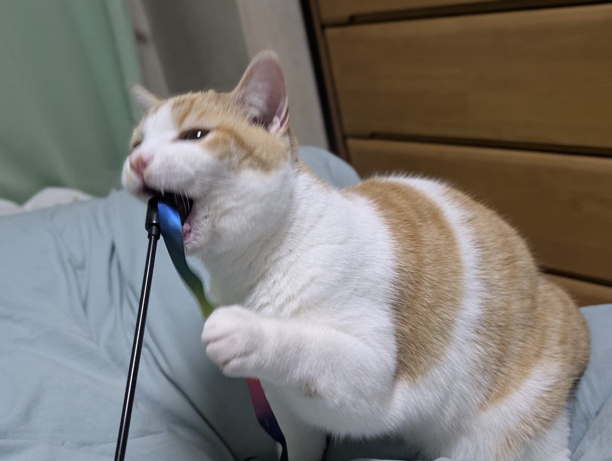 ともりん( ´ω`)つ🇯🇵 (@tomorin76) / Posts / X