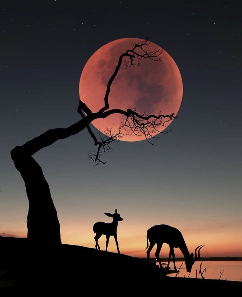 MOON PORN (@moonporn_) on Twitter photo 
