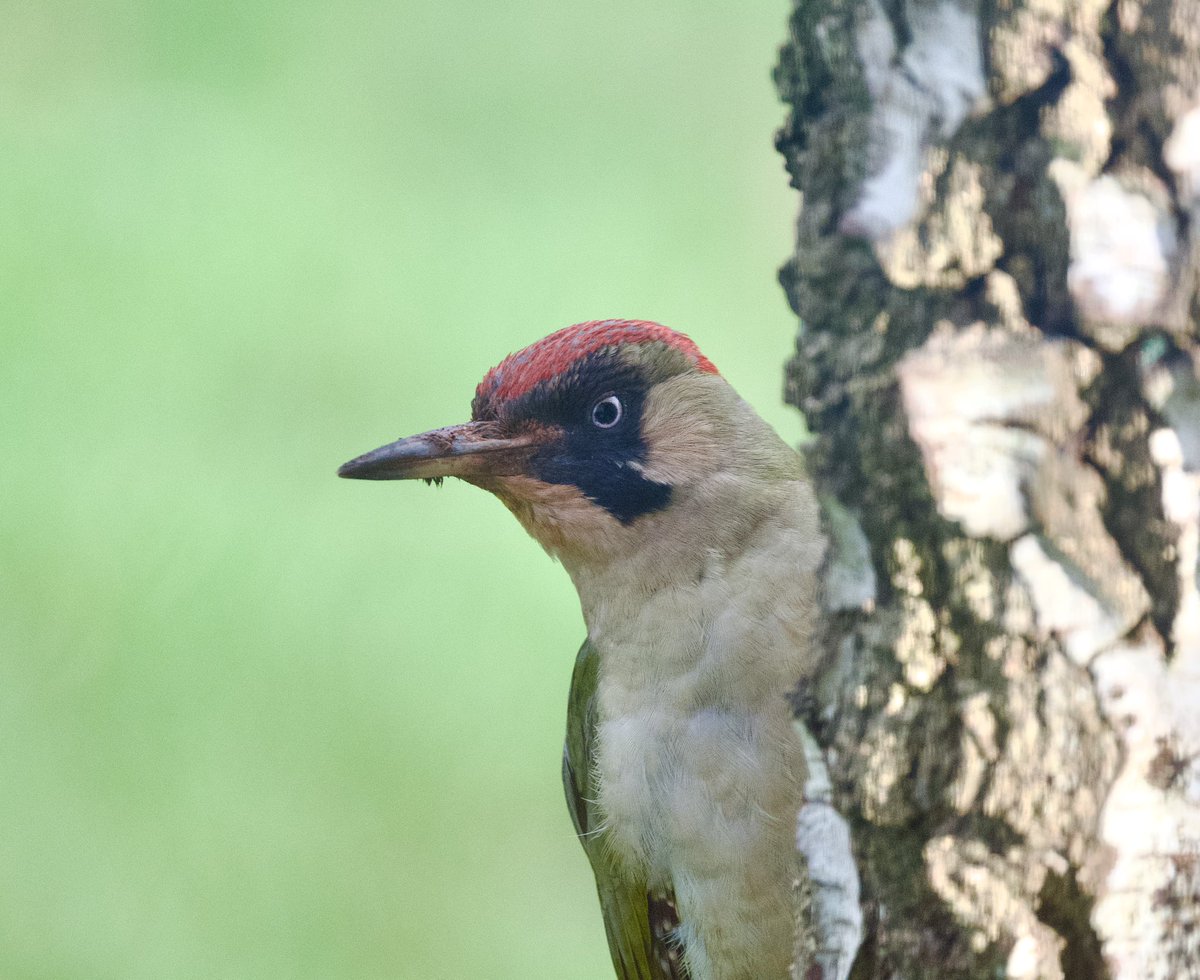 Steph Murphy tweet media