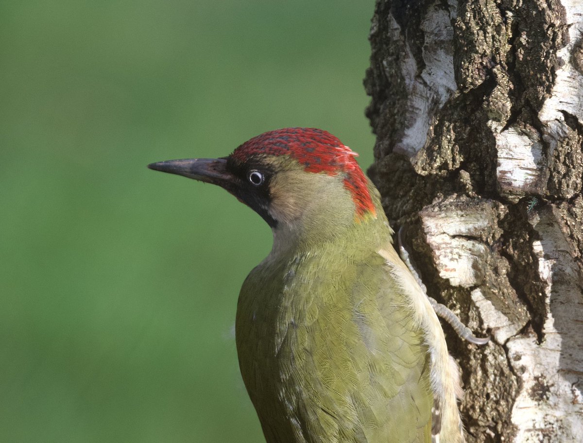 Steph Murphy tweet media