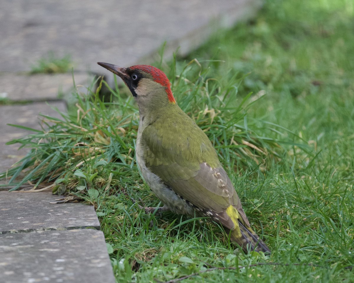 Steph Murphy tweet media