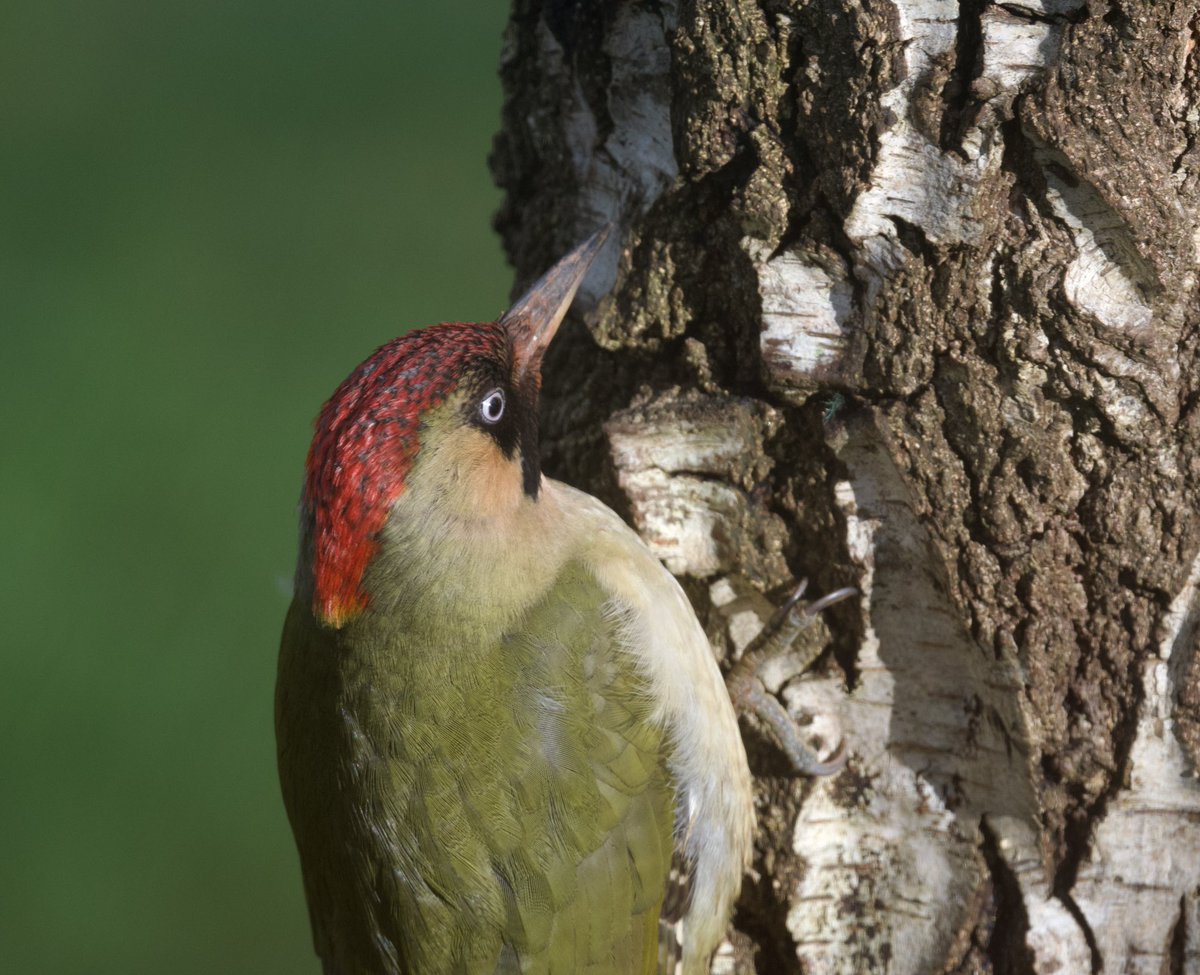 Steph Murphy tweet media