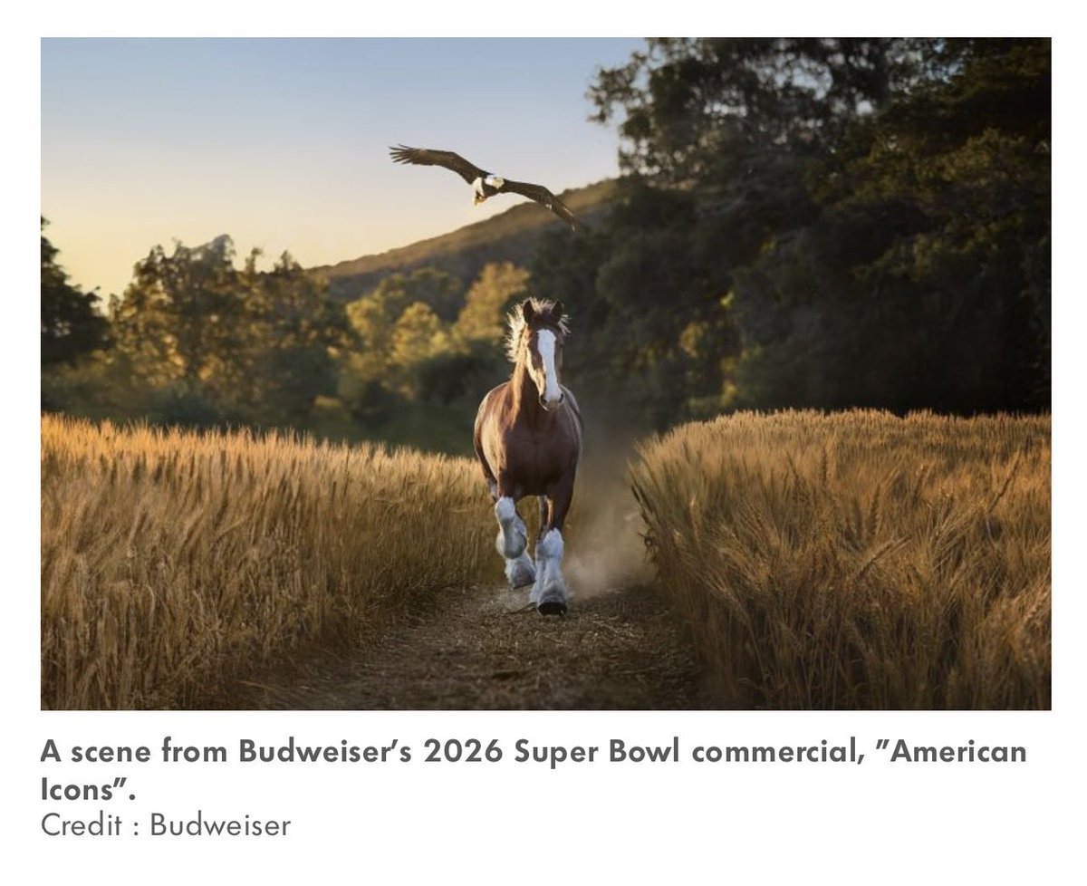 🚨 Lincoln the Eagles Bald Eagle will be in a Budweiser commercial with their Clydesdale horse during the Super Bowl this year.