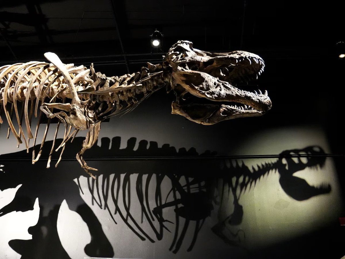 Shadows of a lost world