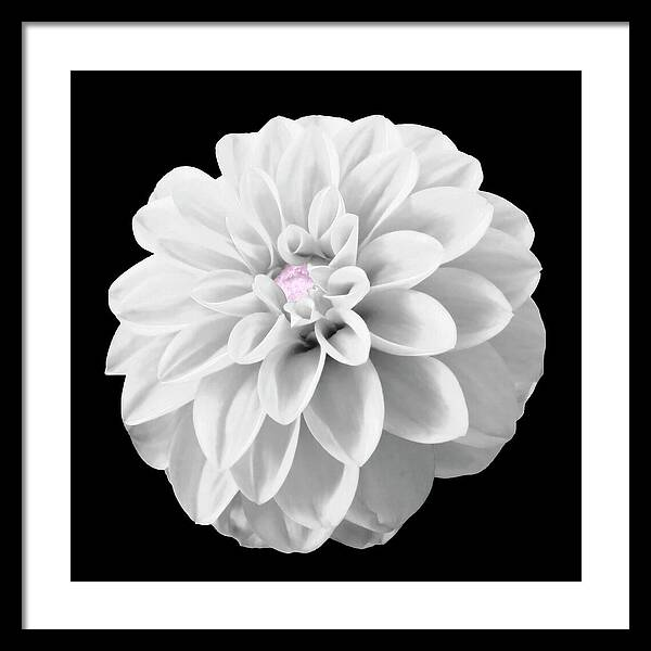 HurmerintaArt's tweet image. A dahlia in black and white. Selective coloring on the center. 

#wallart #flowerart #photography #giftidea
 johanna-hurmerinta.pixels.com/featured/bw-da…