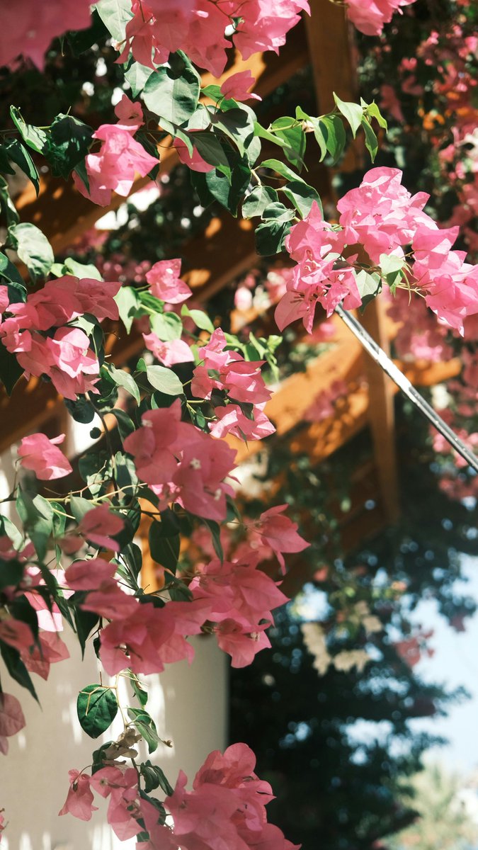 💐 (@YourDailyPetals) / Posts / X