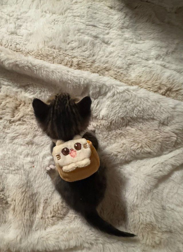 Catsillyness's tweet photo. Ready for school https://t.co/MfBb81XCPs
