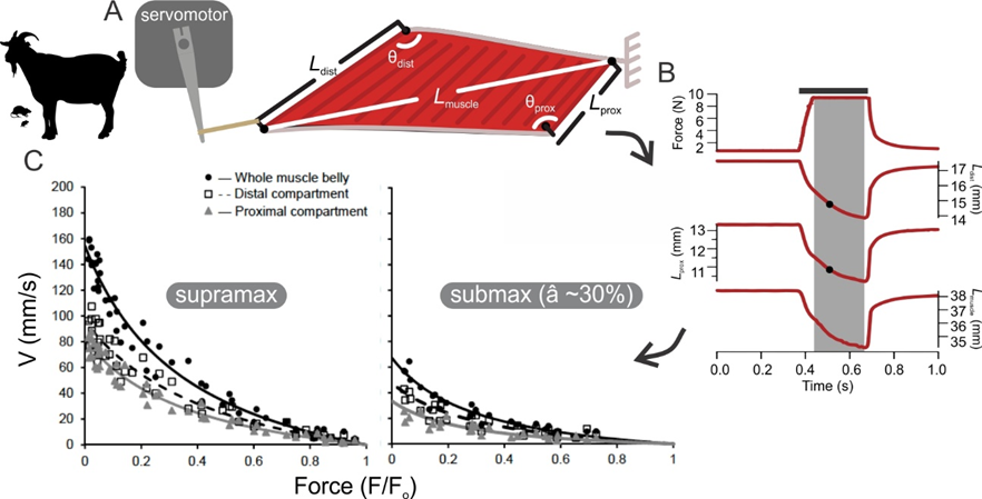 Nicolai Konow tweet media